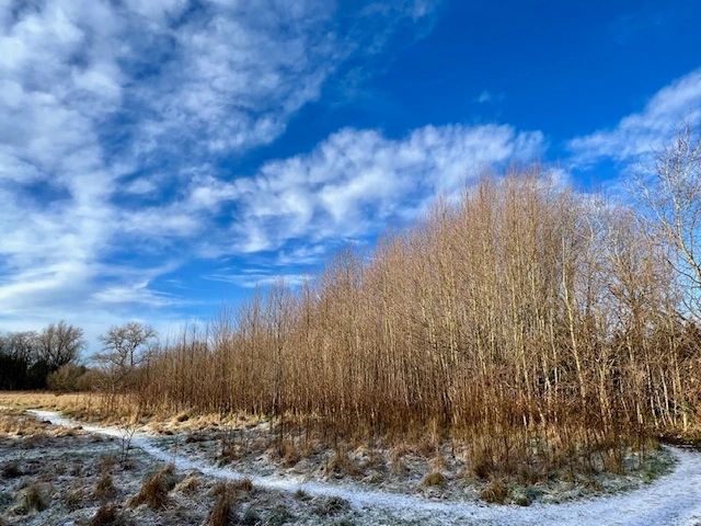 The Aspen Grove at Ryebank Fields — a clonal colony of quaking aspen trees