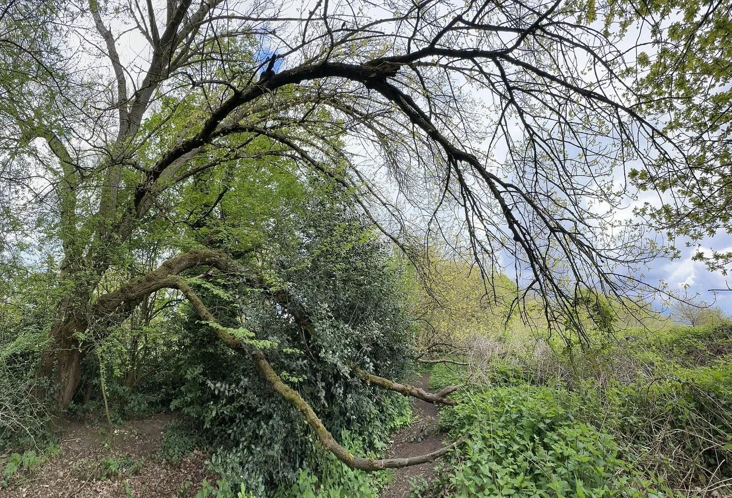 The rare native Black Poplar tree — the Manchester Poplar — at Ryebank Fields