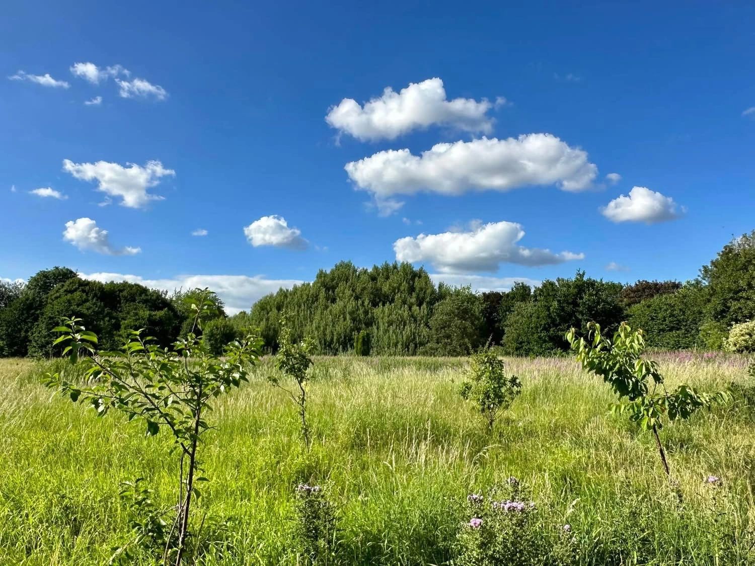 A sunny day with scattered clouds over the Community Orchard at Ryebank Fields with young fruit trees