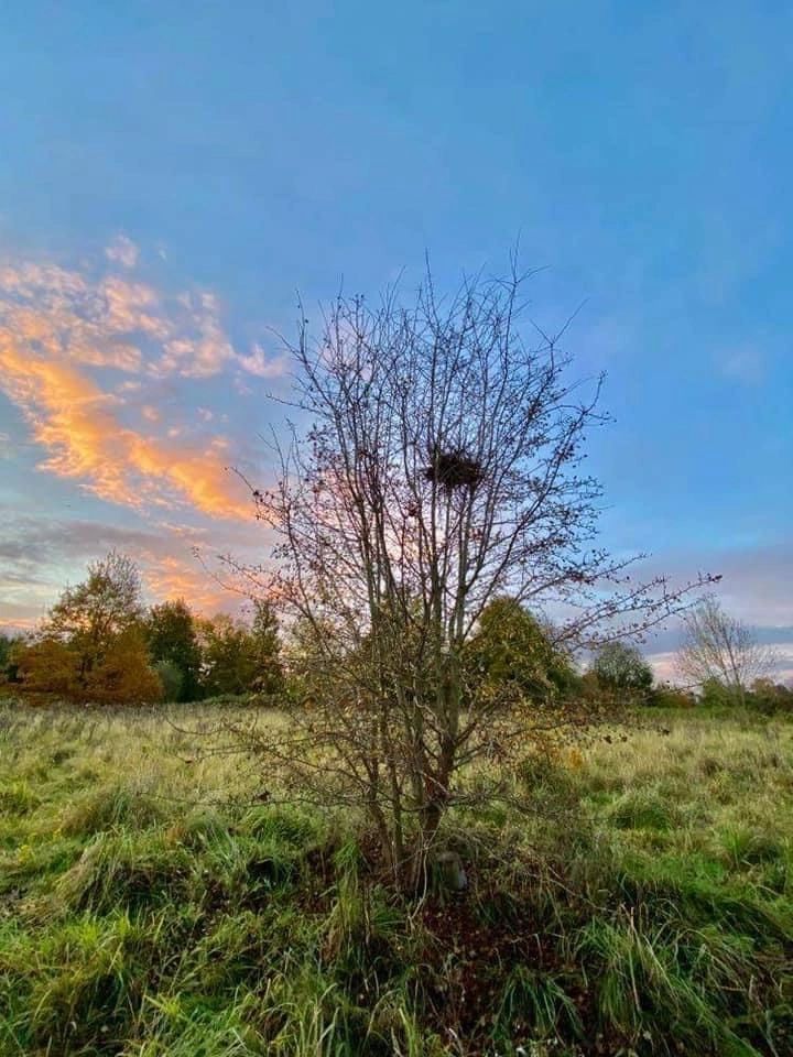 The Faerie Thorn — a lone hawthorn tree in Ryebank Fields, a sacred tree in Celtic folklore