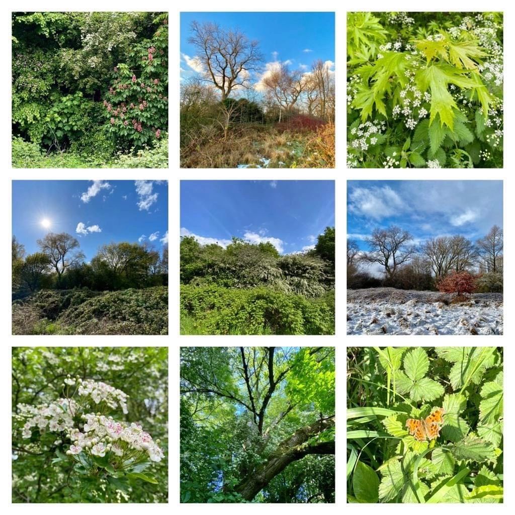 Nine nature photos showing trees, plants, flowers, and a butterfly across different seasons at Ryebank Fields