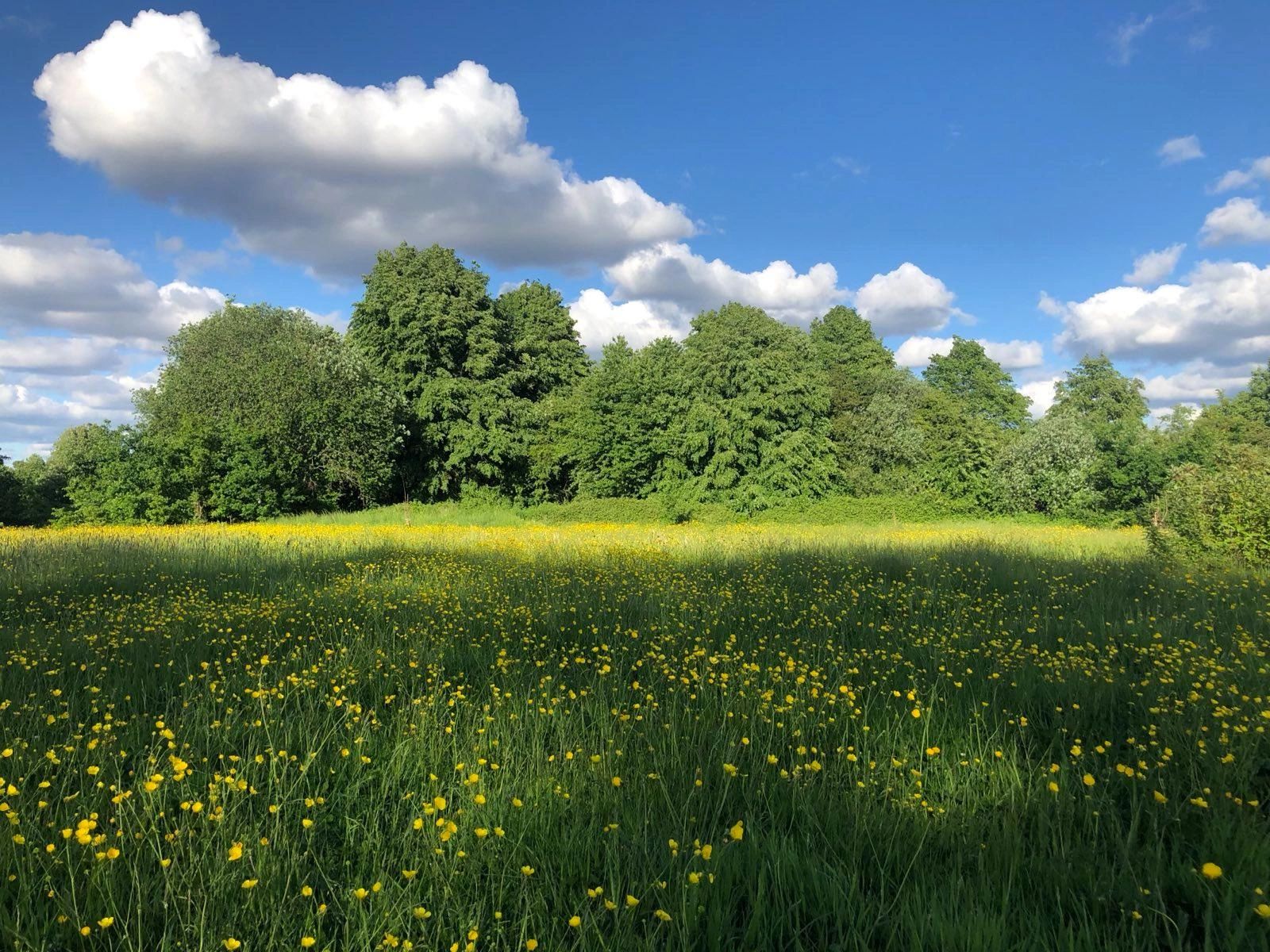 The Millennium Oaks at Ryebank Fields — planted in the year 2000 to combat climate change