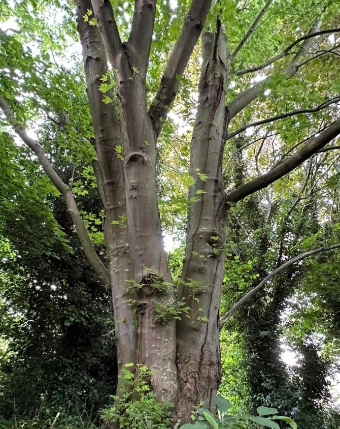 The Wishing Tree — a Silver Maple with a natural wishing well in its trunk at Ryebank Fields